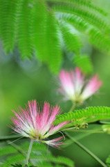 ねむの花