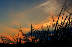 夕葎