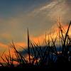 夕葎
