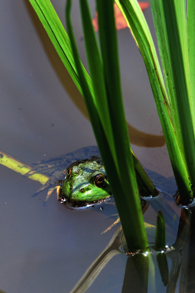 BullFrog
