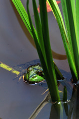 BullFrog
