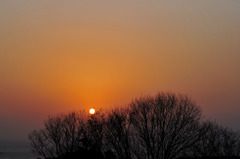 木立の夕日