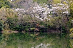 池塘の桜