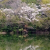 池塘の桜