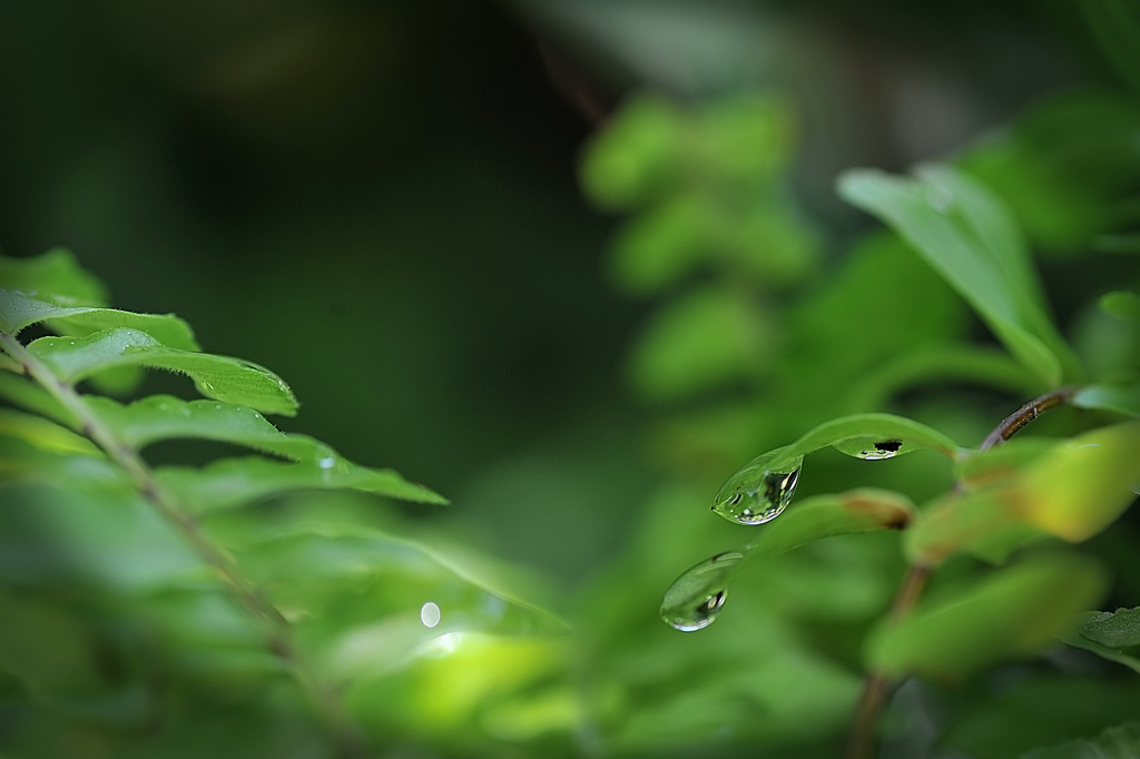 梅雨明けの朝