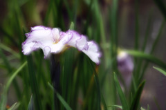 花菖蒲