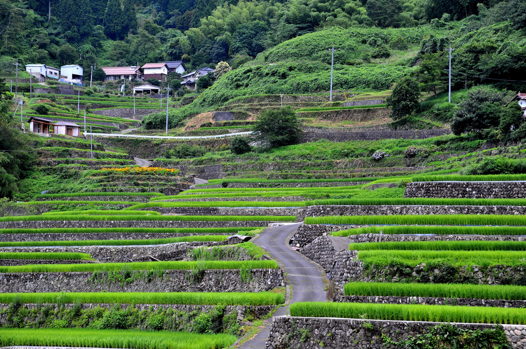井仁棚田3