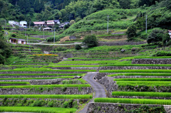 井仁棚田3