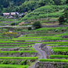 井仁棚田3