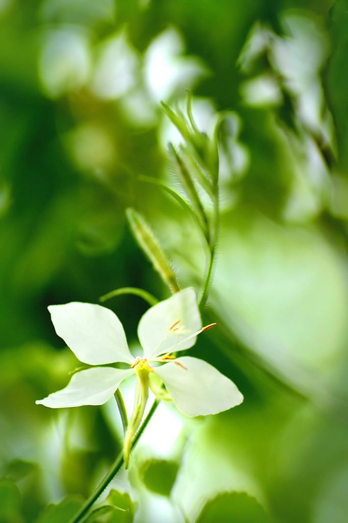 白蝶草
