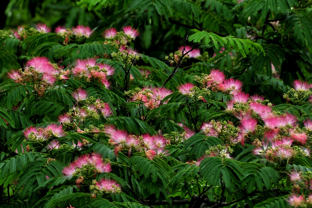 花合歓