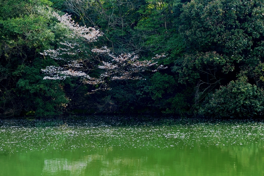花筏