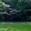 花筏