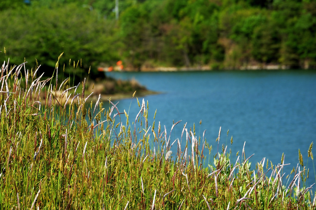 茅花（つばな）