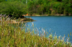 茅花（つばな）