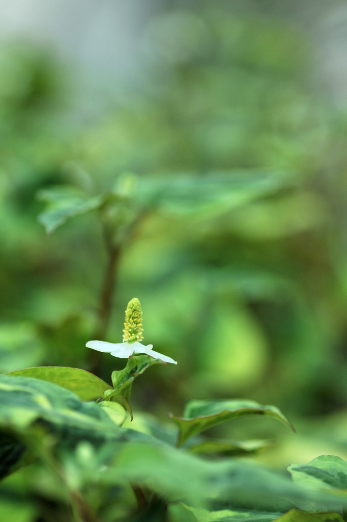 ドクダミ（十薬）