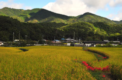 山田錦の里