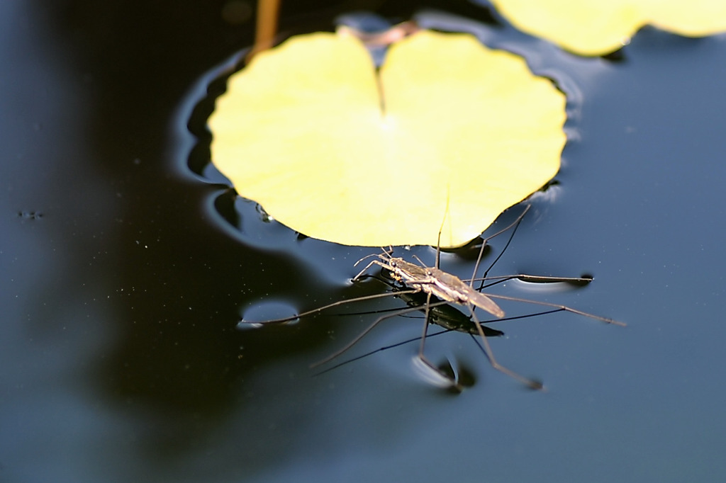 あめんぼう By Aodamo Id 写真共有サイト Photohito