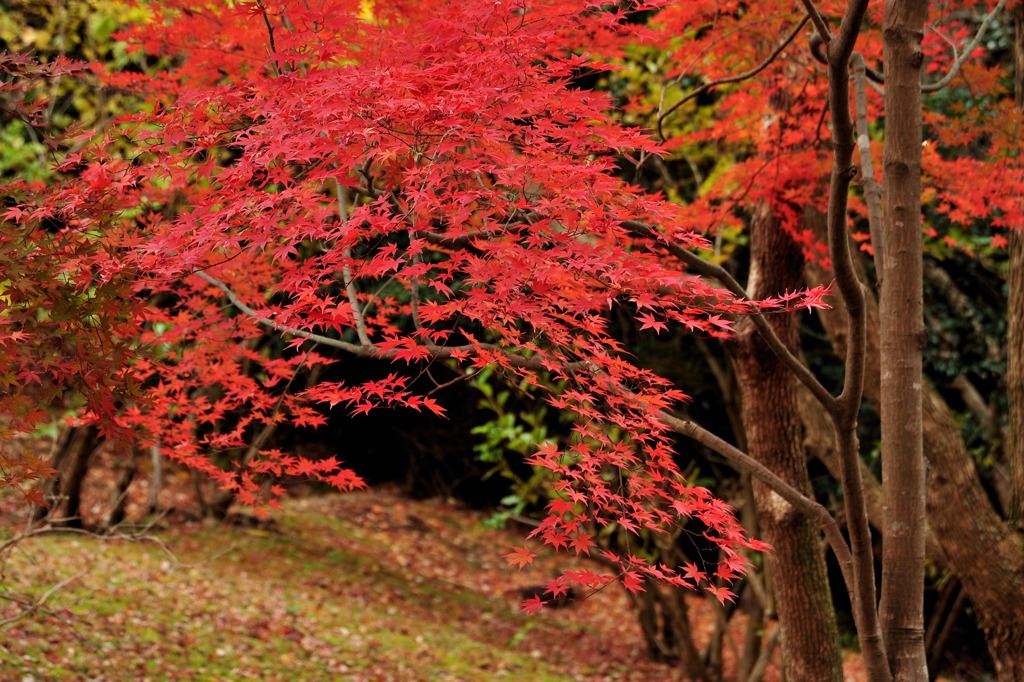 なぞへの紅葉