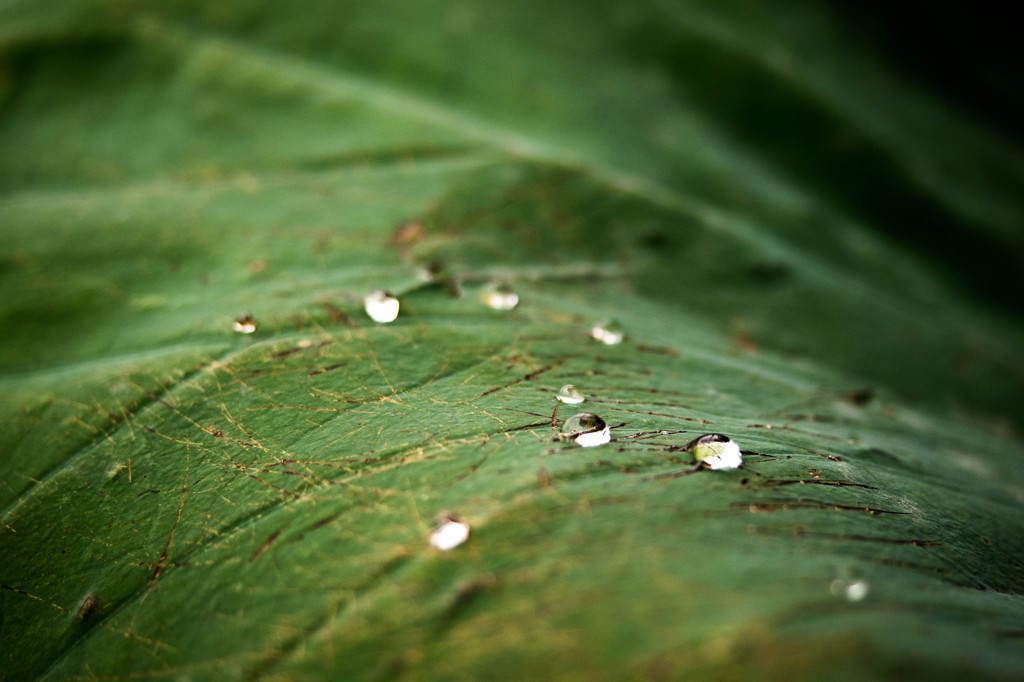 雨の忘れ物