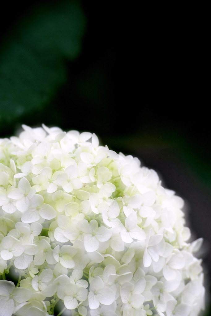 紫陽花アナベル