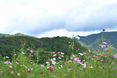 コスモス花野