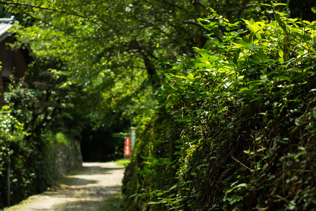 鎮守の参道