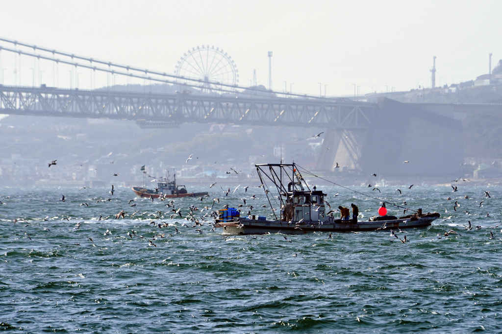明石沖のイカナゴ漁