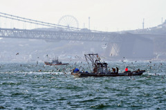 明石沖のイカナゴ漁