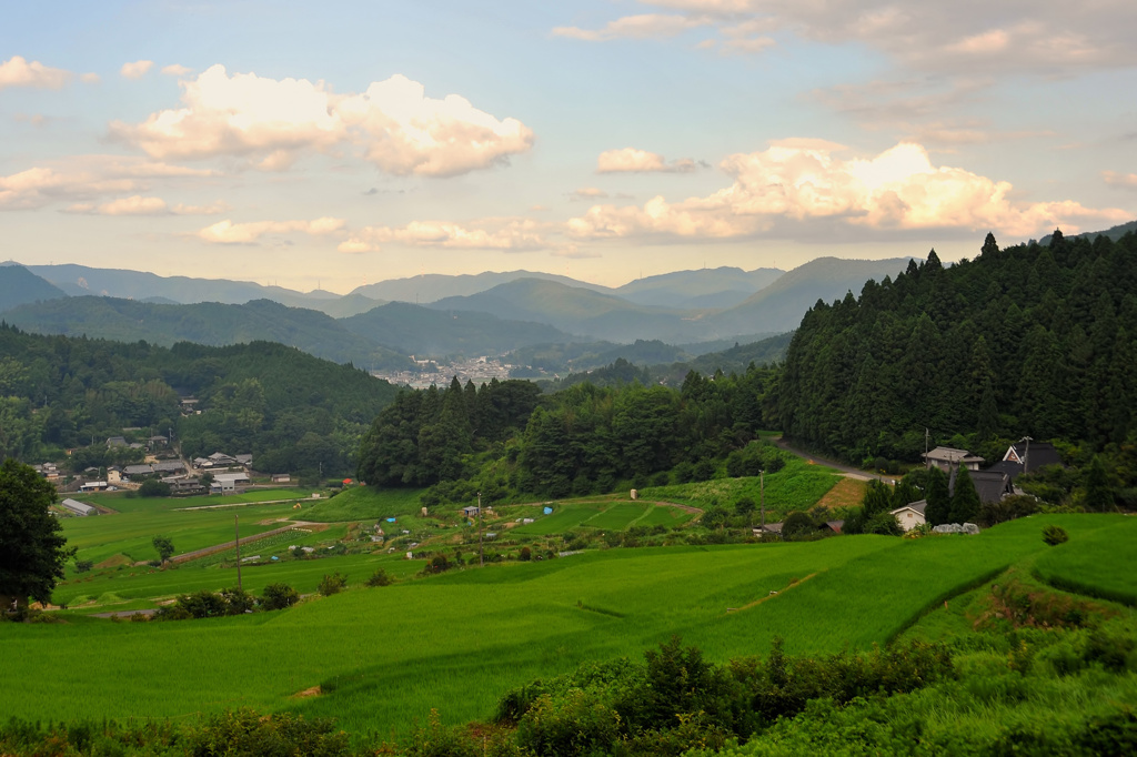長谷の棚田