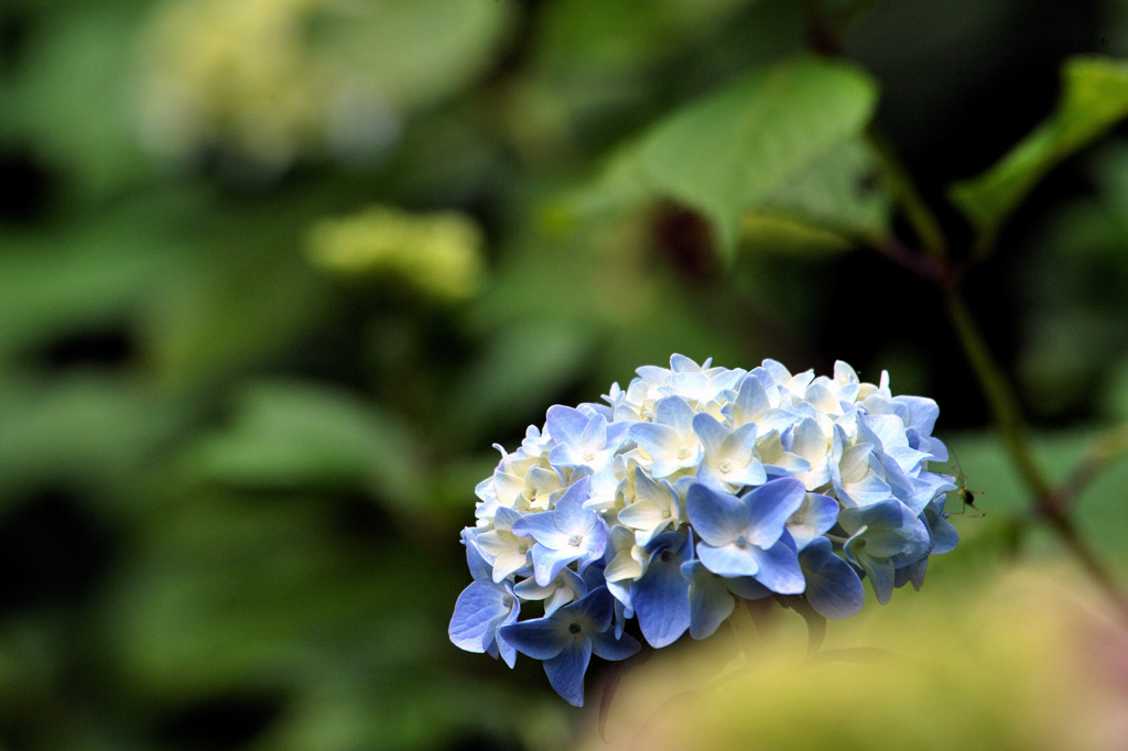 アジサイ（ブルー）