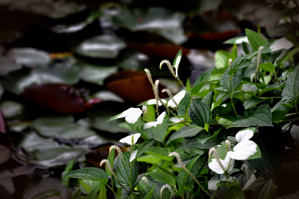 睡蓮池の半夏生草