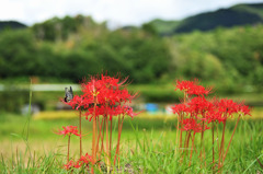 彼岸花の堤
