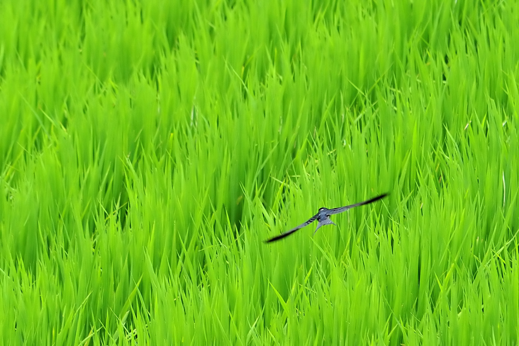 青田を掠める