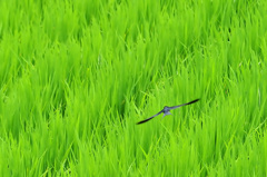 青田を掠める