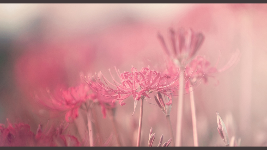 lycoris radiata