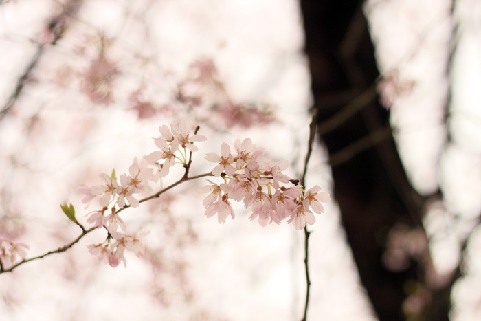 photo538045