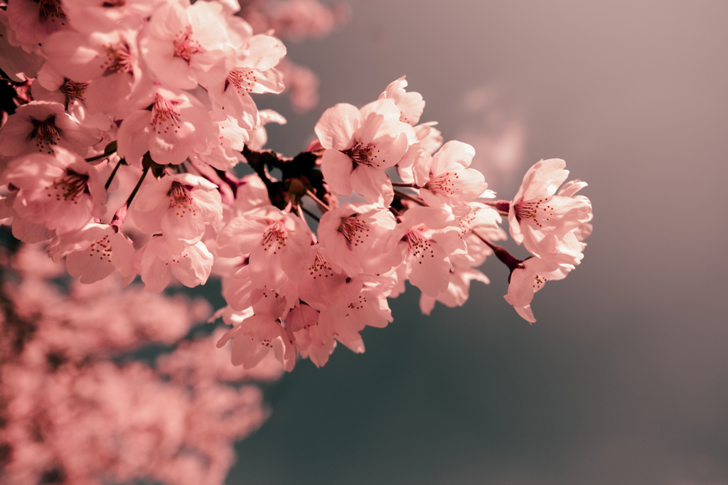 桜
