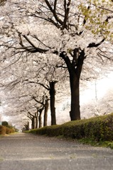 桜