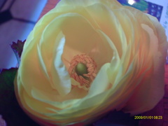 IMAG0035