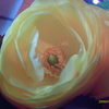 IMAG0035