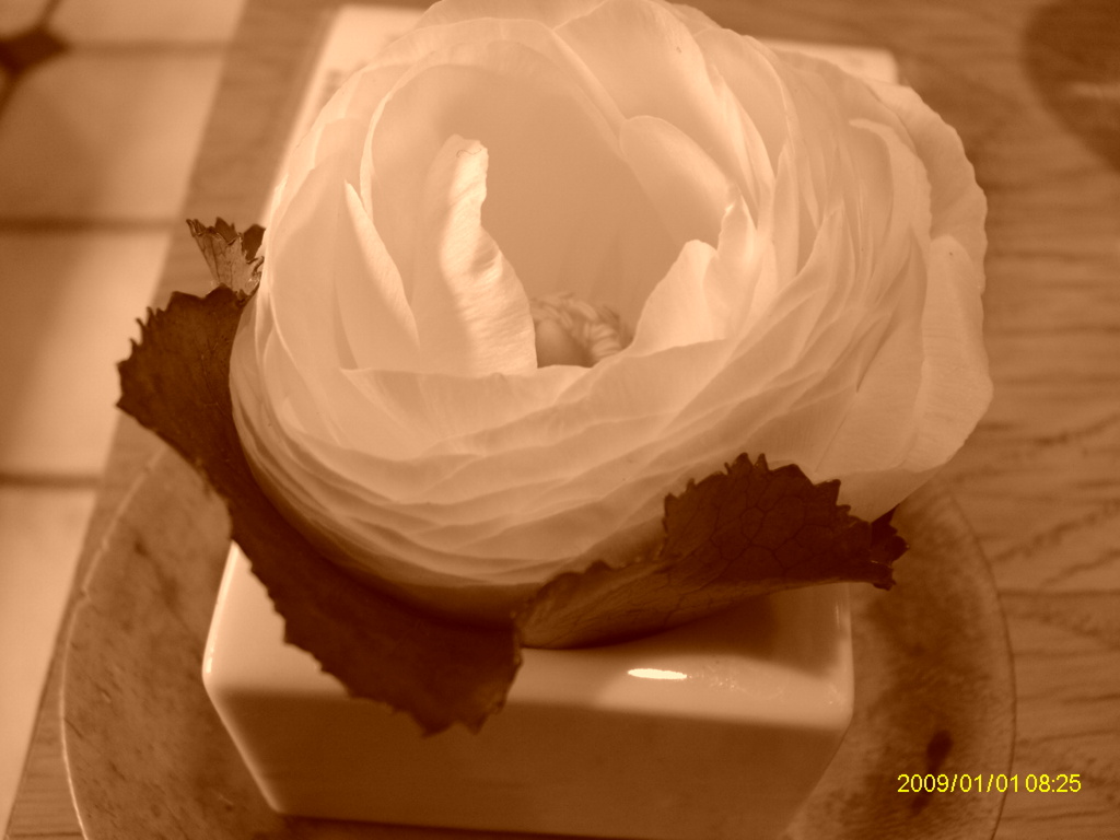 IMAG0036