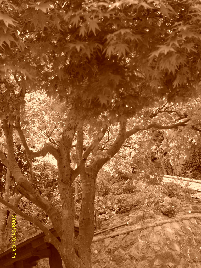 IMAG0009