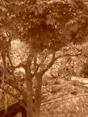 IMAG0009