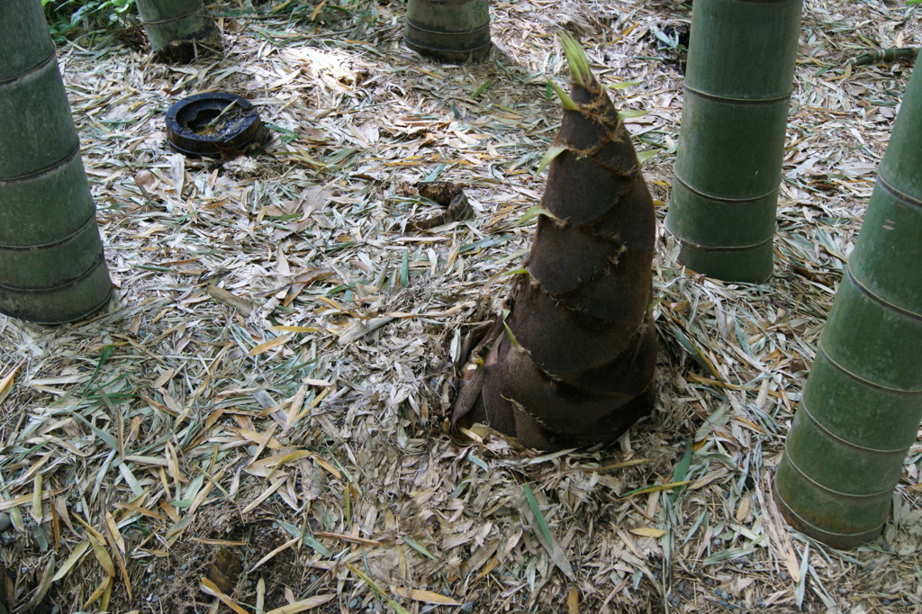 DSC00239