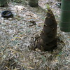 DSC00239