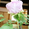 DSC00261