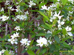 IMAG0031
