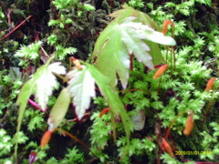 IMAG0015
