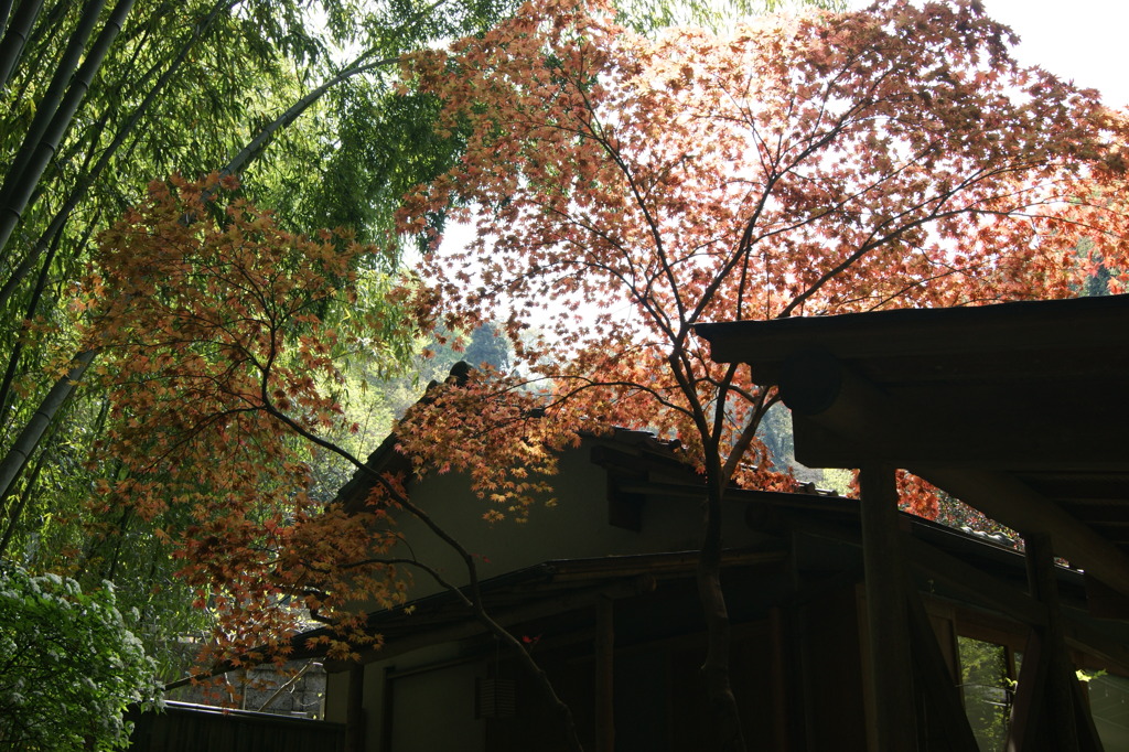 DSC00241